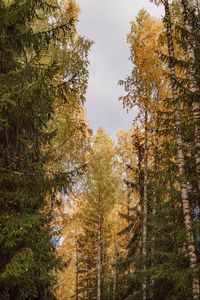 Preview wallpaper trees, spruces, birches, forest