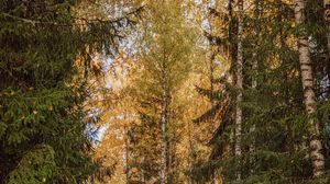 Preview wallpaper trees, spruces, birches, forest