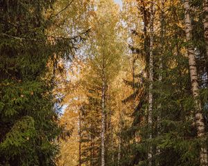 Preview wallpaper trees, spruces, birches, forest