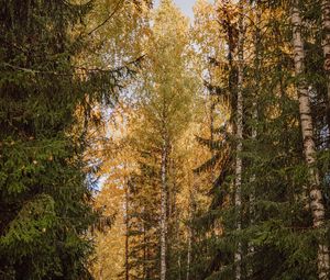 Preview wallpaper trees, spruces, birches, forest