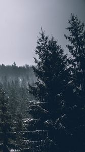 Preview wallpaper trees, spruces, forest, dark