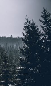 Preview wallpaper trees, spruces, forest, dark