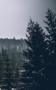 Preview wallpaper trees, spruces, forest, dark