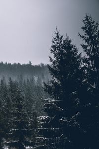 Preview wallpaper trees, spruces, forest, dark