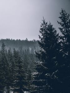 Preview wallpaper trees, spruces, forest, dark