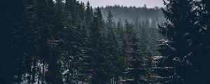 Preview wallpaper trees, spruces, forest, dark