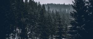 Preview wallpaper trees, spruces, forest, dark