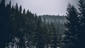 Preview wallpaper trees, spruces, forest, dark