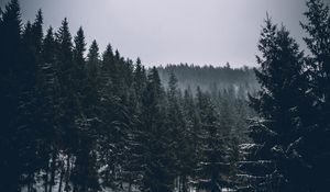 Preview wallpaper trees, spruces, forest, dark