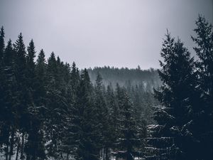 Preview wallpaper trees, spruces, forest, dark