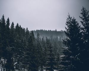 Preview wallpaper trees, spruces, forest, dark