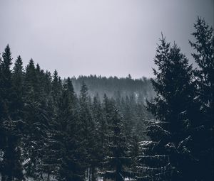 Preview wallpaper trees, spruces, forest, dark