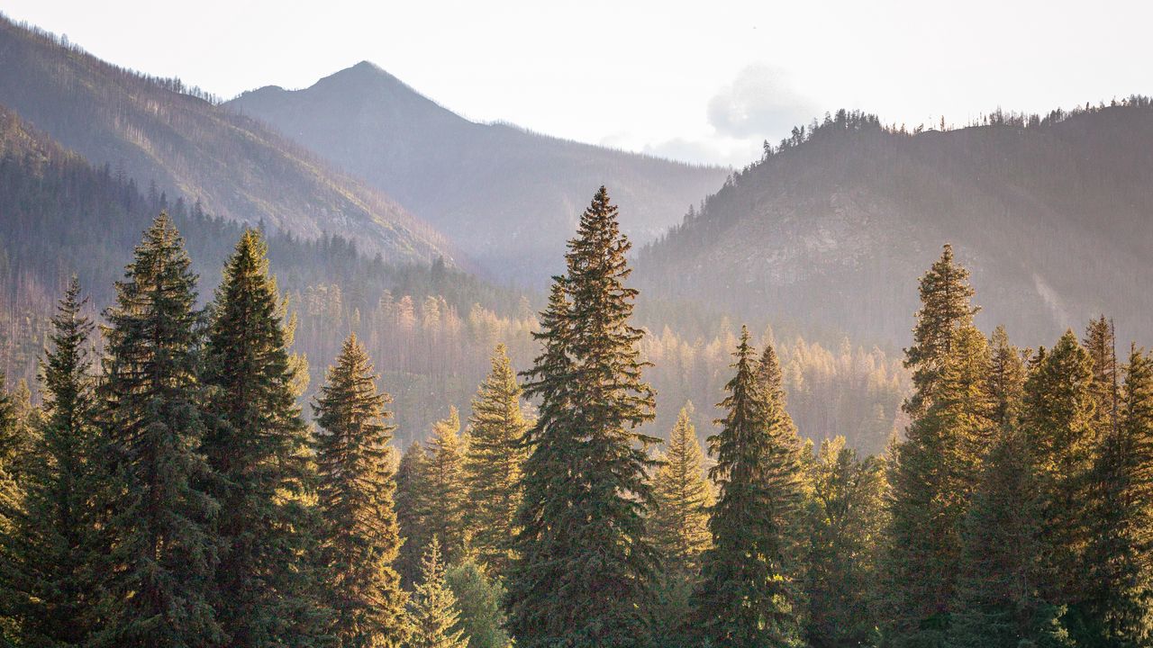 Wallpaper trees, spruces, mountains, landscape, nature