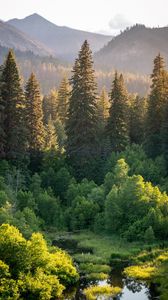 Preview wallpaper trees, spruces, mountains, landscape, nature