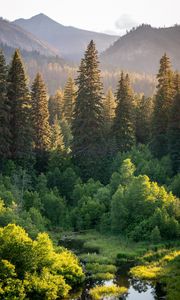 Preview wallpaper trees, spruces, mountains, landscape, nature