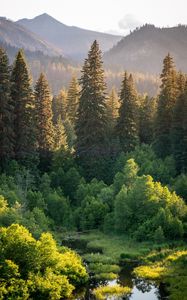 Preview wallpaper trees, spruces, mountains, landscape, nature