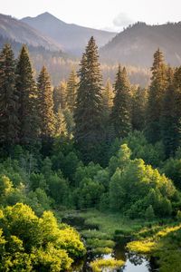 Preview wallpaper trees, spruces, mountains, landscape, nature