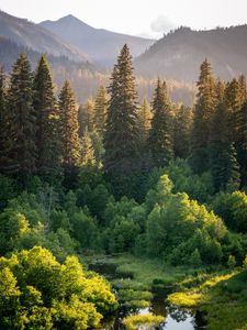 Preview wallpaper trees, spruces, mountains, landscape, nature