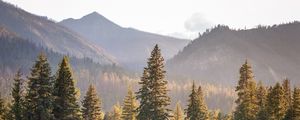 Preview wallpaper trees, spruces, mountains, landscape, nature