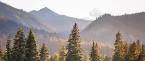 Preview wallpaper trees, spruces, mountains, landscape, nature