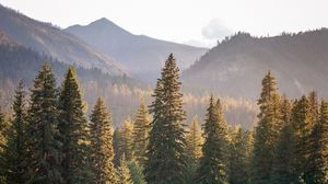 Preview wallpaper trees, spruces, mountains, landscape, nature