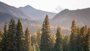 Preview wallpaper trees, spruces, mountains, landscape, nature