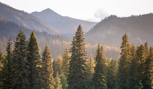 Preview wallpaper trees, spruces, mountains, landscape, nature