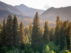 Preview wallpaper trees, spruces, mountains, landscape, nature