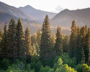 Preview wallpaper trees, spruces, mountains, landscape, nature