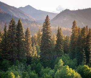 Preview wallpaper trees, spruces, mountains, landscape, nature