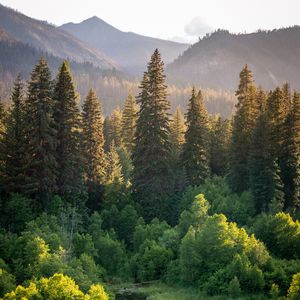 Preview wallpaper trees, spruces, mountains, landscape, nature