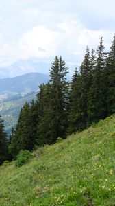 Preview wallpaper trees, spruces, slope, mountains