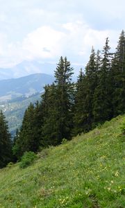 Preview wallpaper trees, spruces, slope, mountains