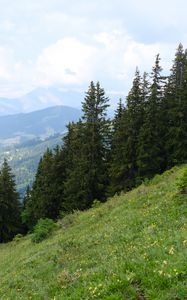 Preview wallpaper trees, spruces, slope, mountains