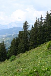 Preview wallpaper trees, spruces, slope, mountains