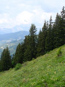 Preview wallpaper trees, spruces, slope, mountains