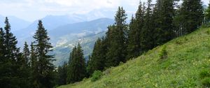 Preview wallpaper trees, spruces, slope, mountains