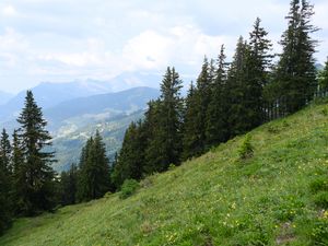 Preview wallpaper trees, spruces, slope, mountains