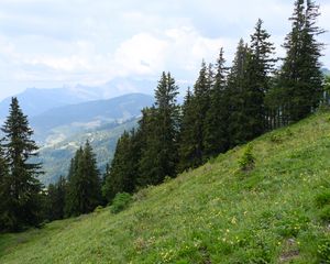 Preview wallpaper trees, spruces, slope, mountains