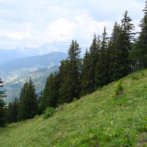 Preview wallpaper trees, spruces, slope, mountains