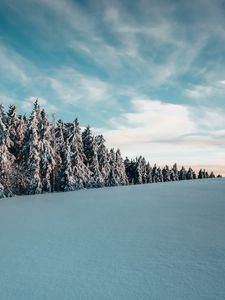 Preview wallpaper trees, spruces, snow, landscape, winter