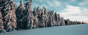 Preview wallpaper trees, spruces, snow, landscape, winter