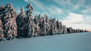 Preview wallpaper trees, spruces, snow, landscape, winter