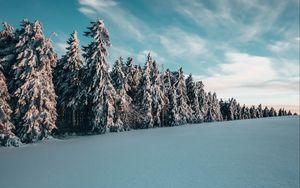 Preview wallpaper trees, spruces, snow, landscape, winter