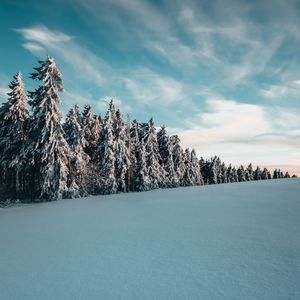 Preview wallpaper trees, spruces, snow, landscape, winter