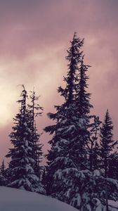 Preview wallpaper trees, spruces, snow, winter, nature