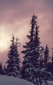 Preview wallpaper trees, spruces, snow, winter, nature