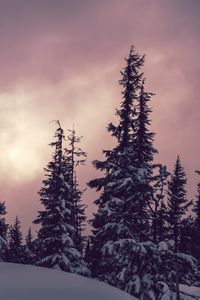 Preview wallpaper trees, spruces, snow, winter, nature