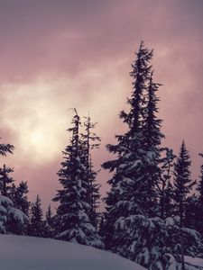 Preview wallpaper trees, spruces, snow, winter, nature