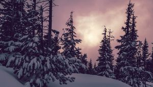 Preview wallpaper trees, spruces, snow, winter, nature